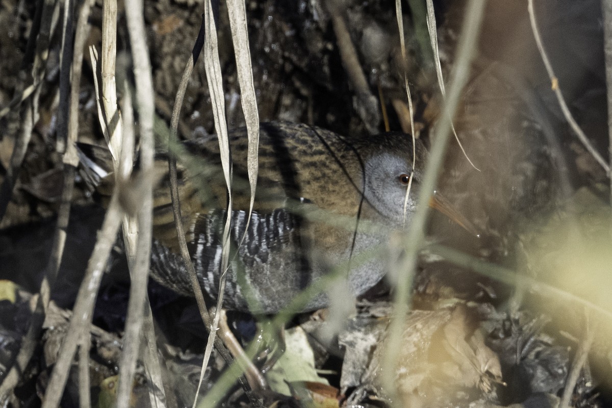 Water Rail - ML645709411
