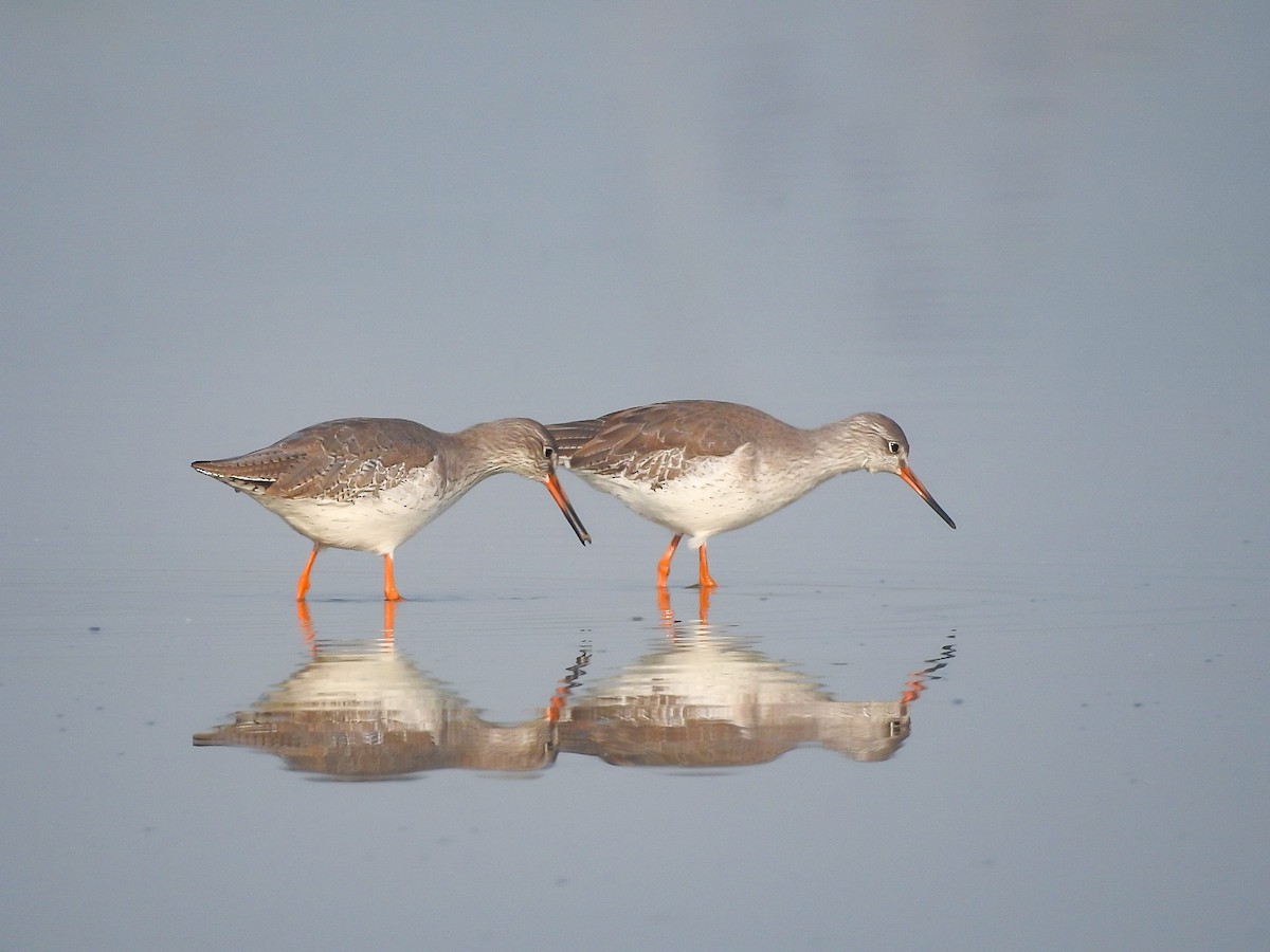 Common Redshank - ML645709430
