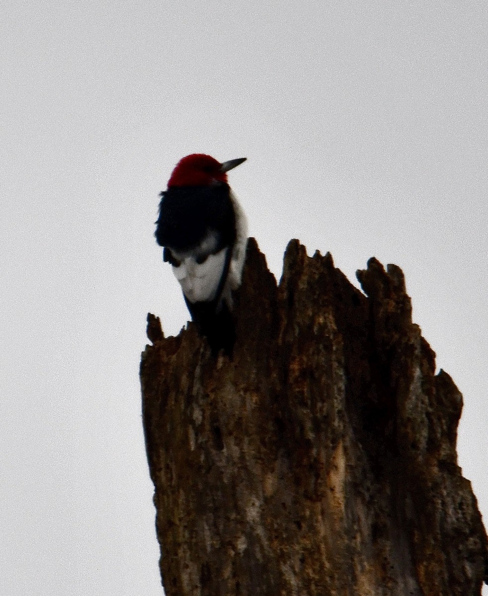 Red-headed Woodpecker - ML645709432