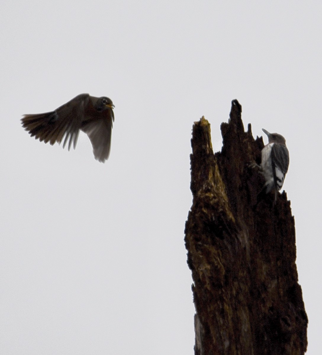 Red-headed Woodpecker - ML645709433