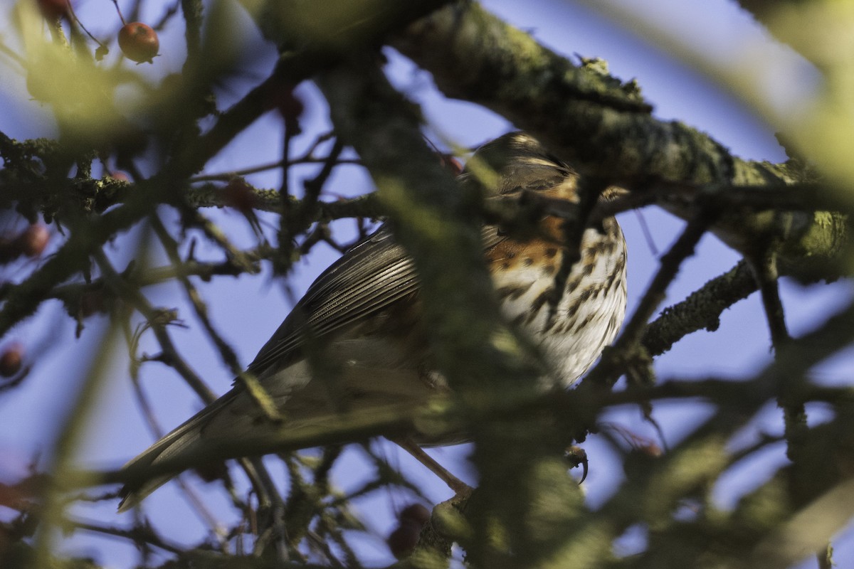 Redwing - ML645709434