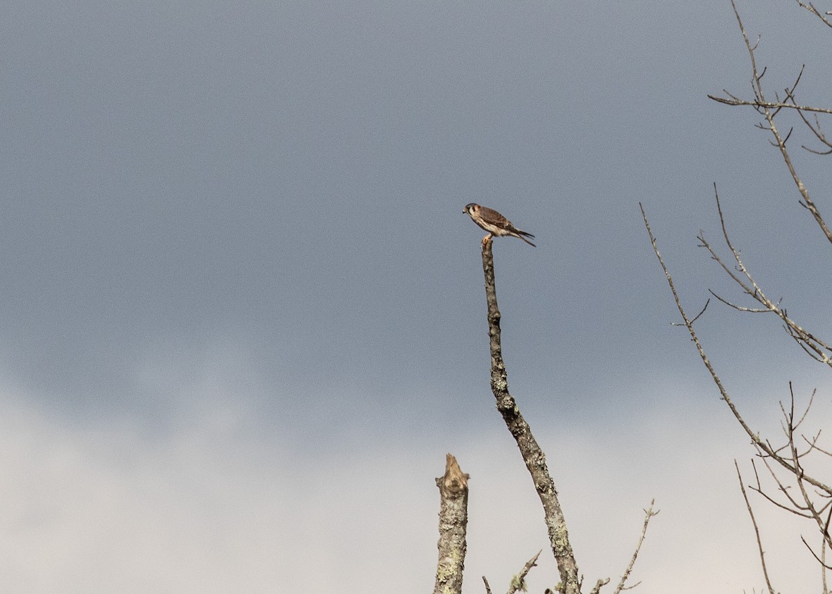 American Kestrel - ML645709435