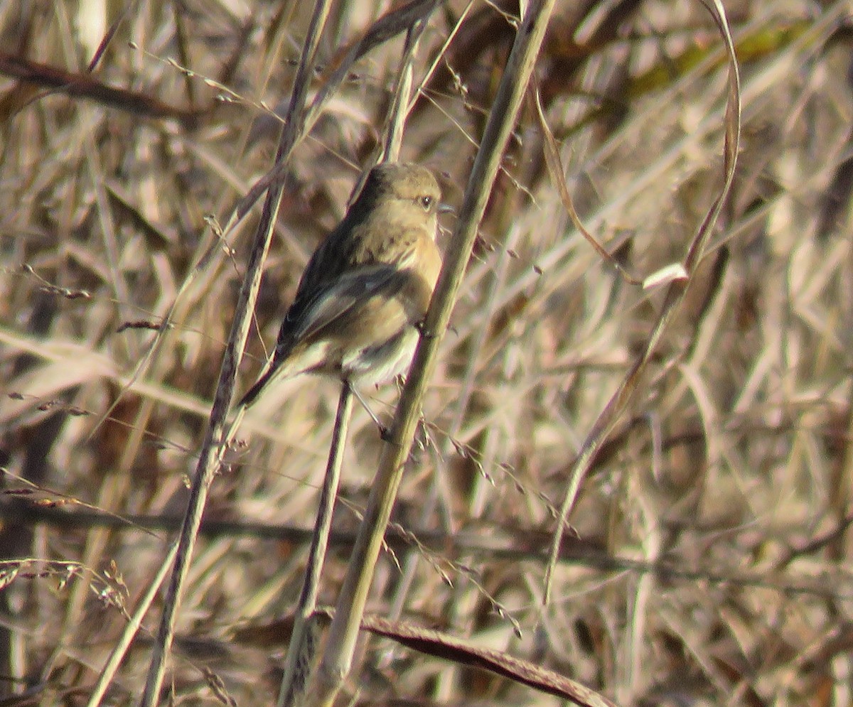 European Stonechat - ML645709438