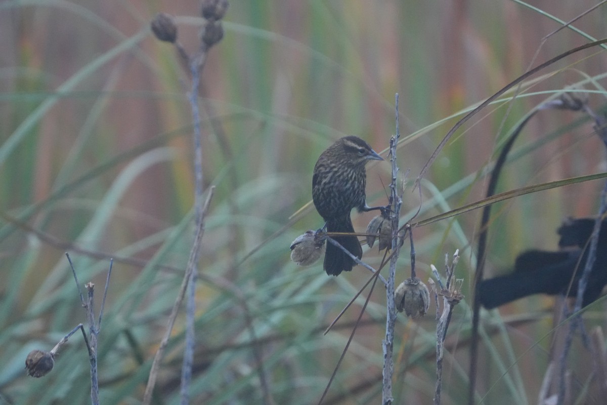Red-winged Blackbird - ML645709448