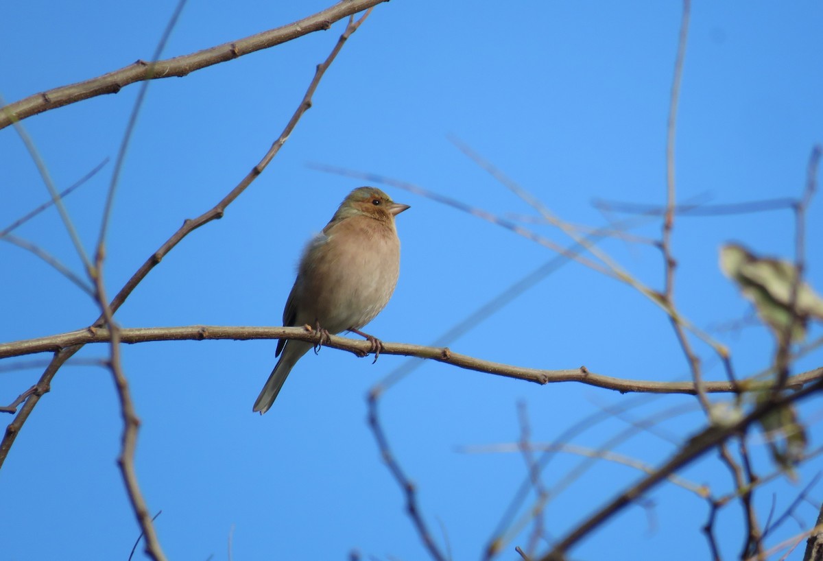 Common Chaffinch - ML645709449