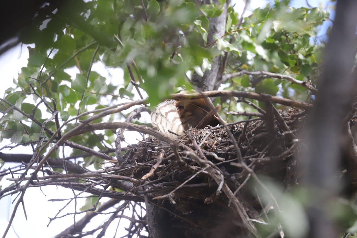 Пугач магеланський - ML645709450