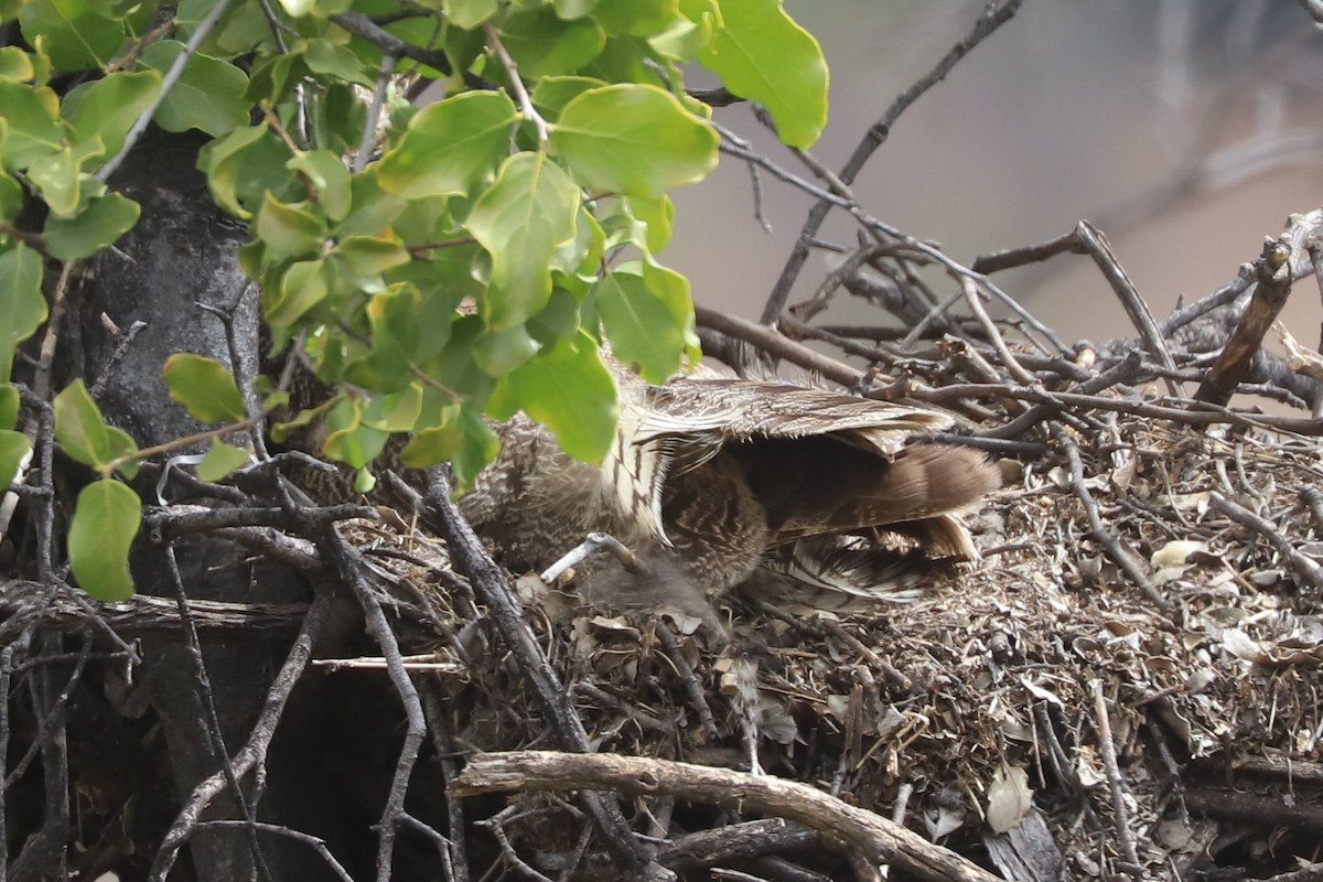 Пугач магеланський - ML645709452