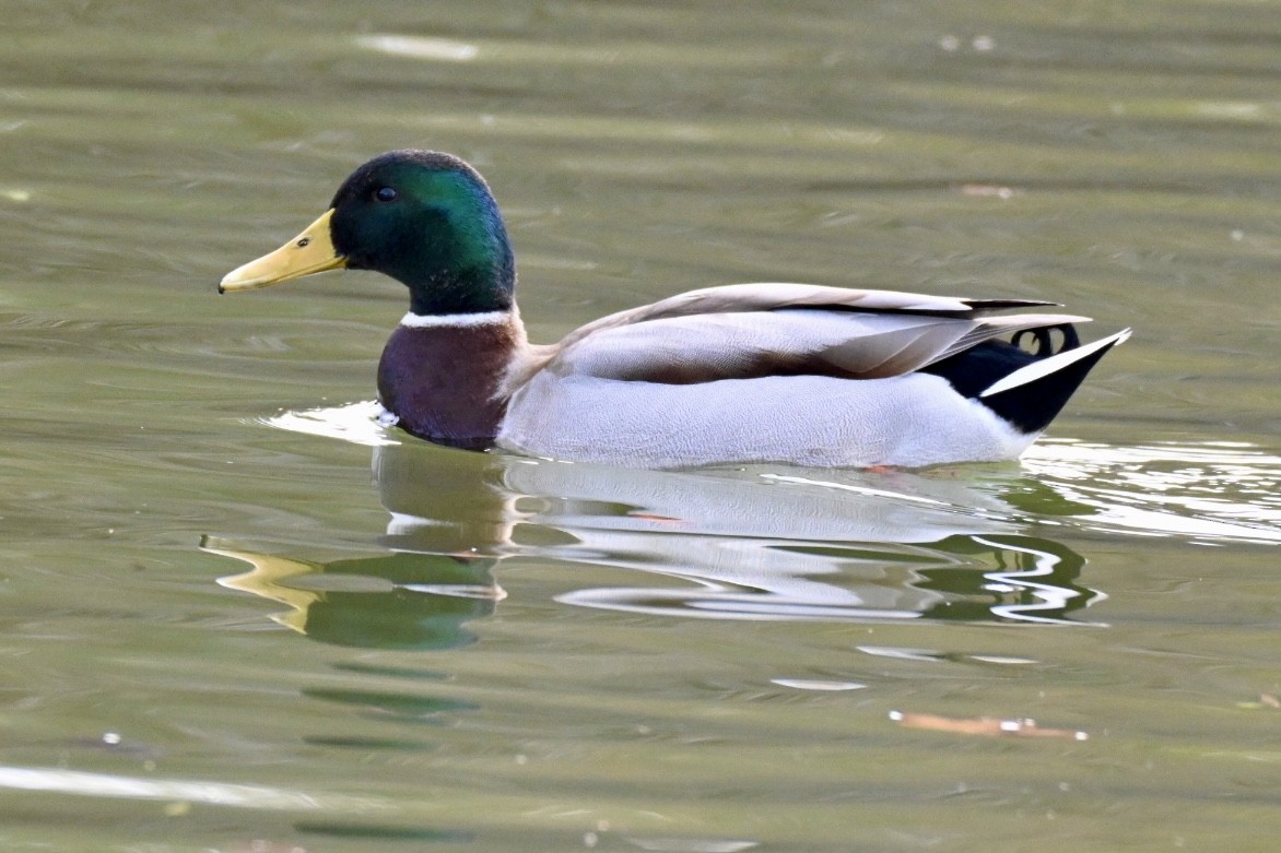 Крижень звичайний - ML645709457