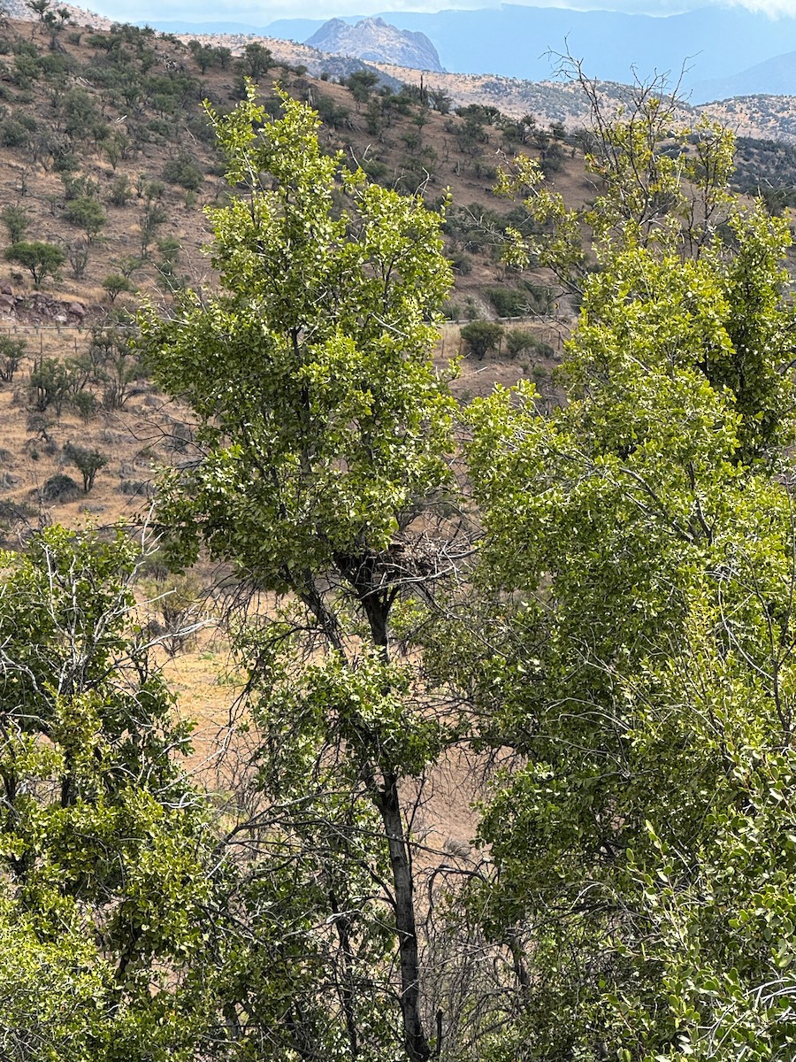 Пугач магеланський - ML645709462