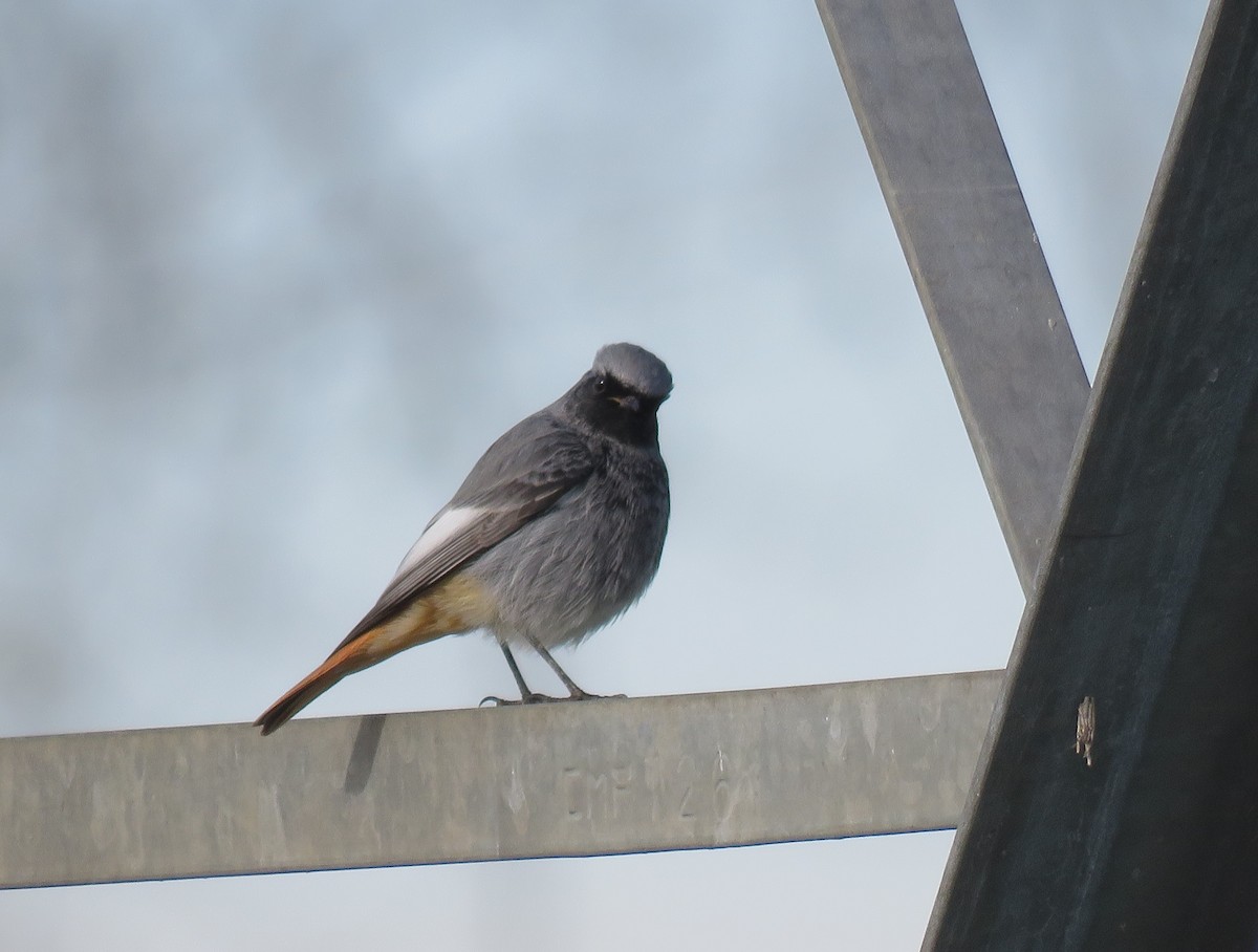 Горихвістка чорна - ML645709463