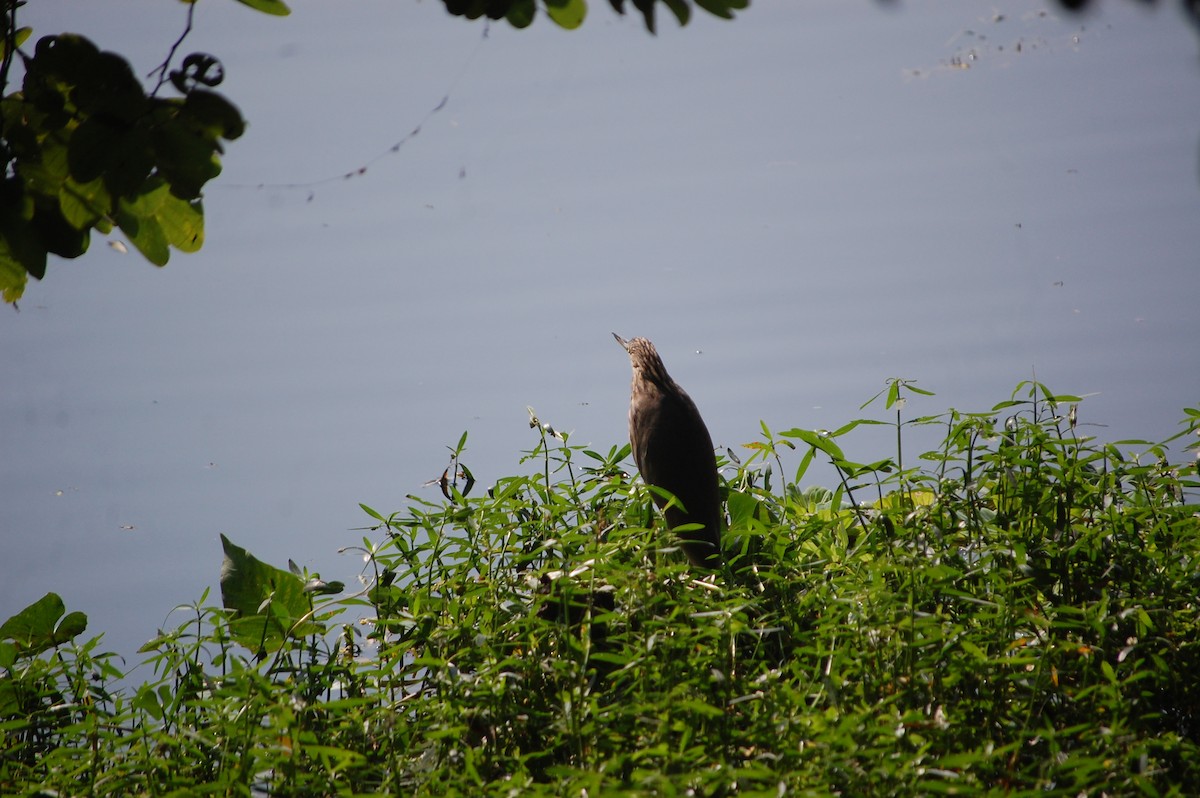 Чапля індійська - ML645709466