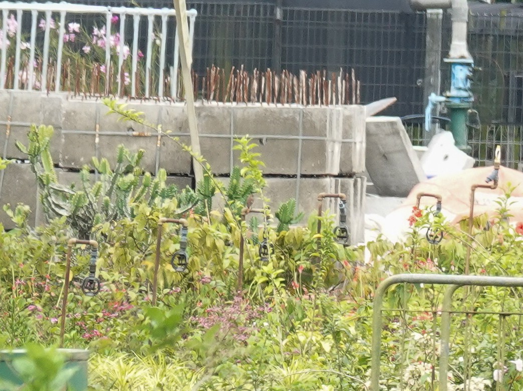 Горихвістка сибірська - ML645709468