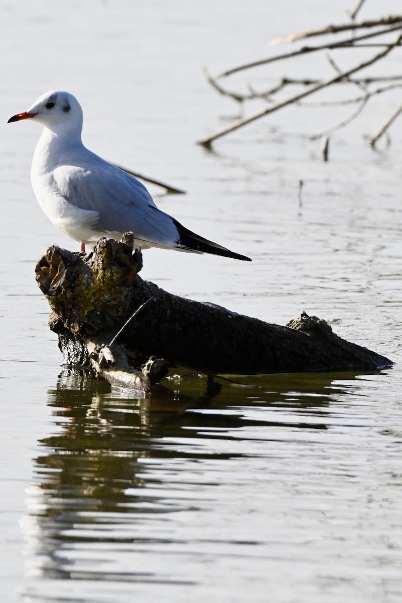 Мартин звичайний - ML645709469