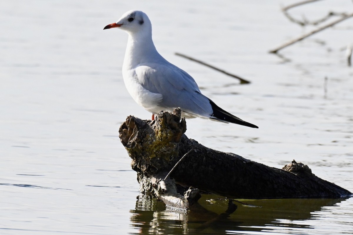 Мартин звичайний - ML645709470