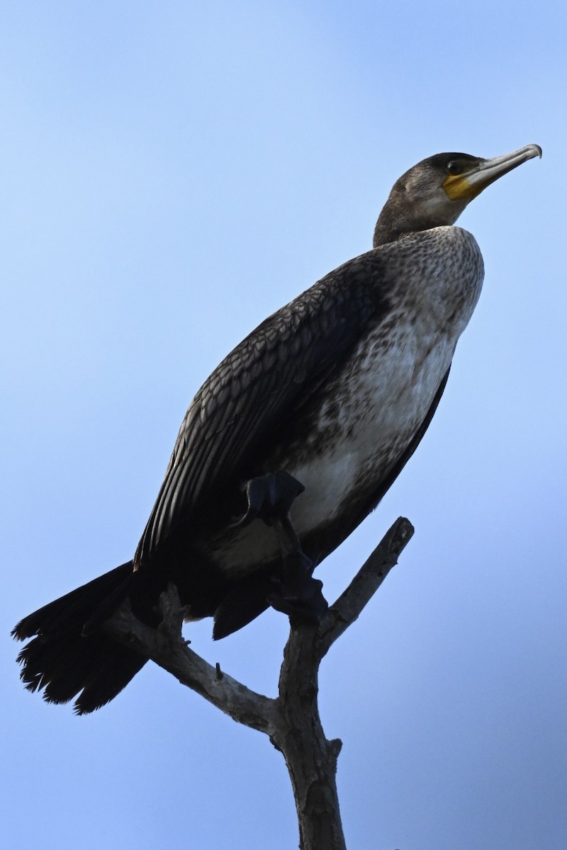 Баклан великий - ML645709472