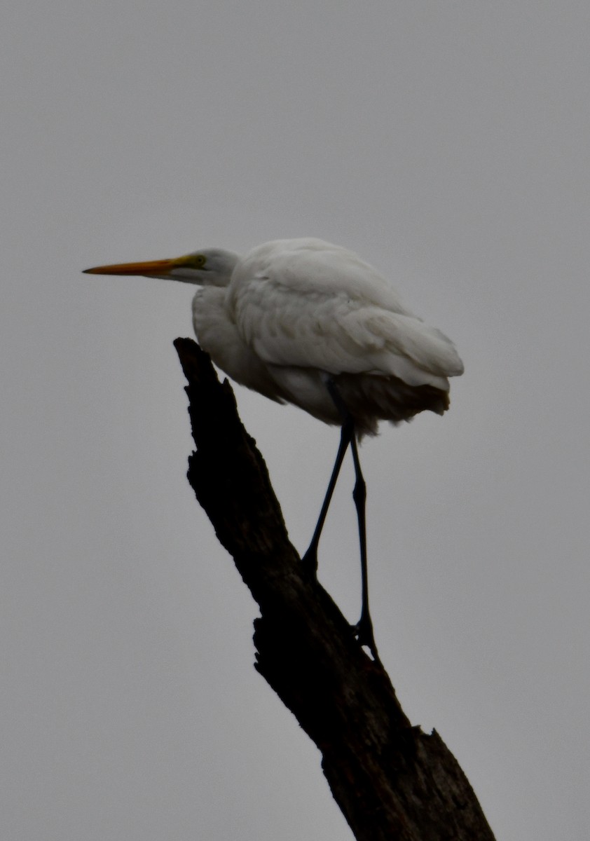 Чапля велика - ML645709473