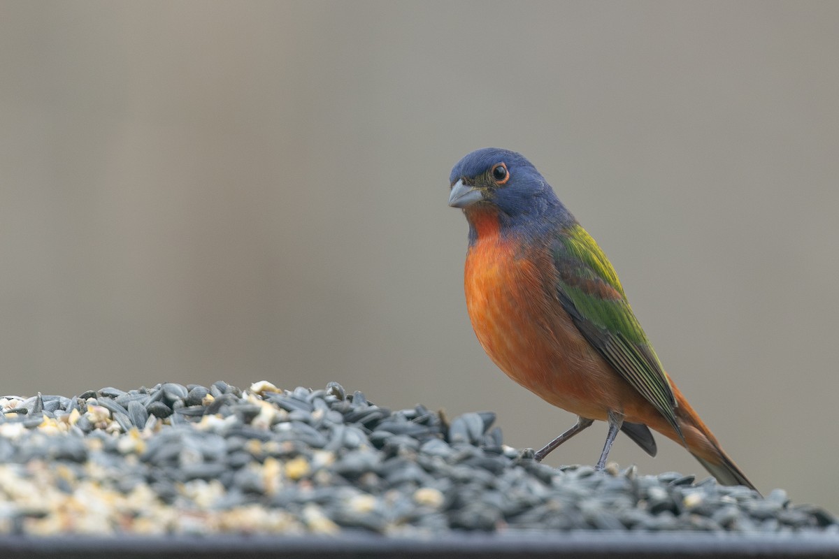 Painted Bunting - ML645709475