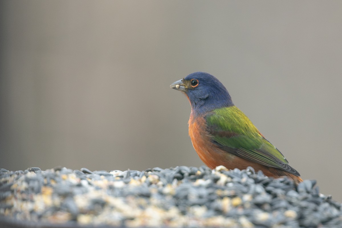 Painted Bunting - ML645709476
