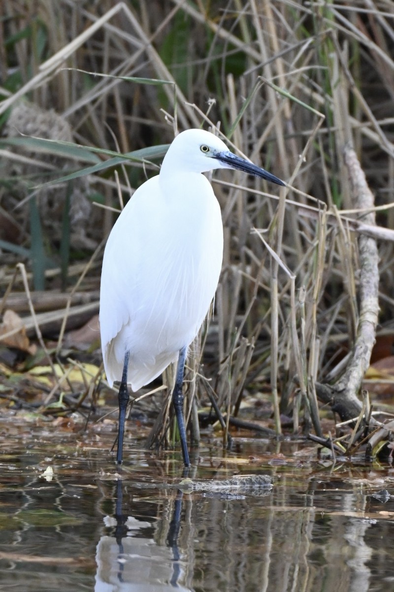 Чепура мала - ML645709477