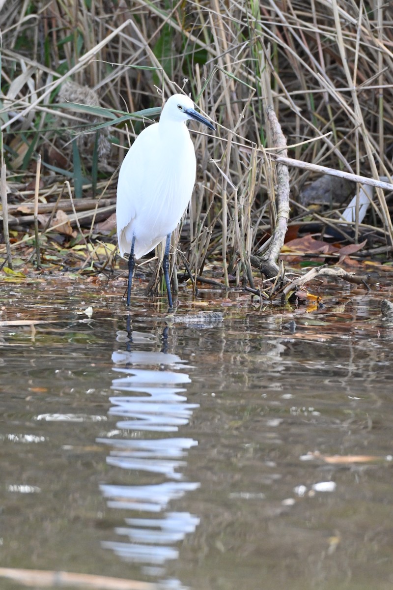 Чепура мала - ML645709478