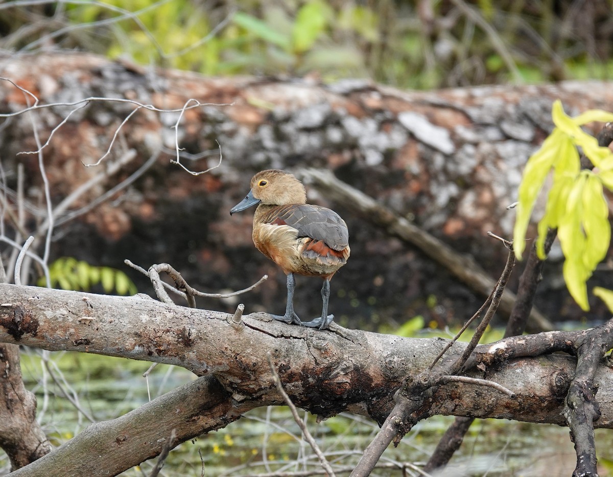 Свистач індійський - ML645709480