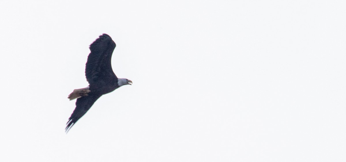 Орлан білоголовий - ML645709481