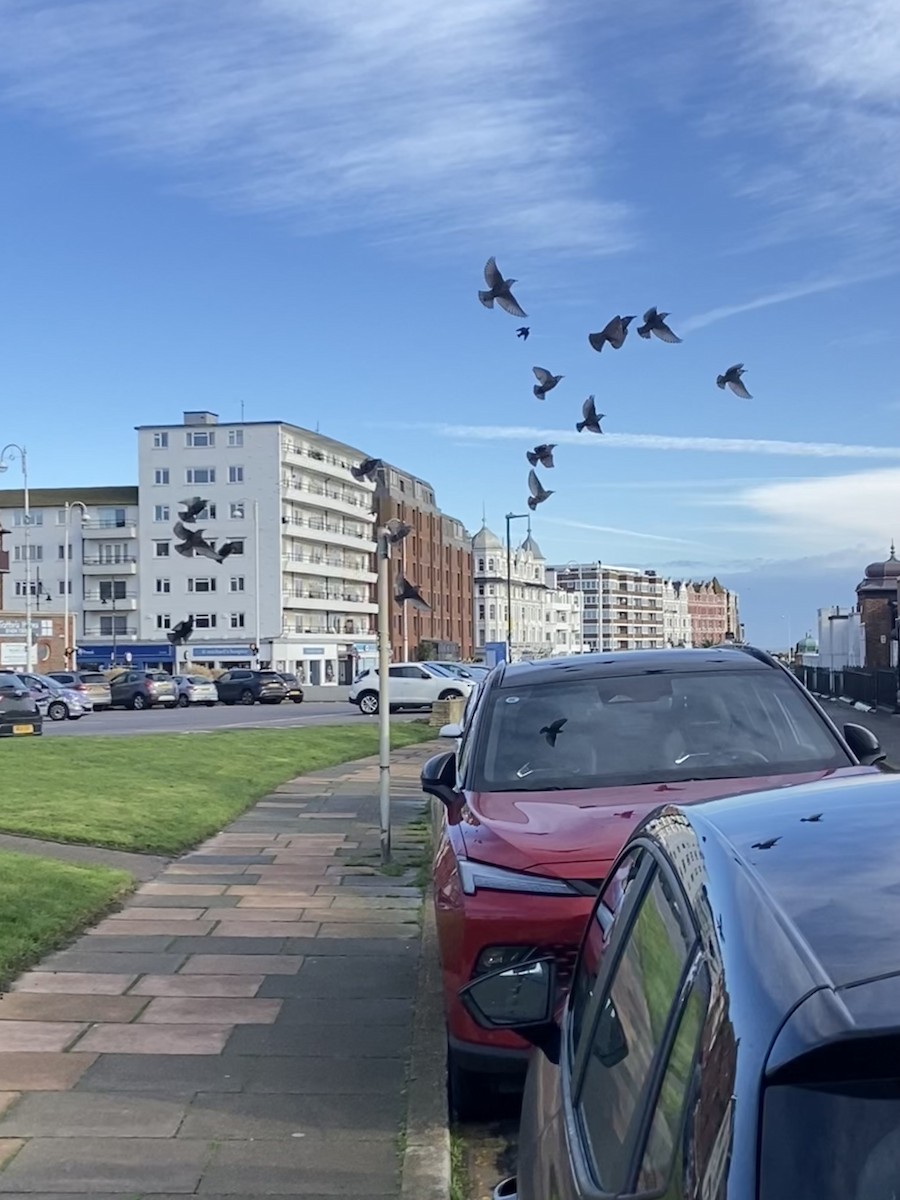 Шпак звичайний - ML645709483