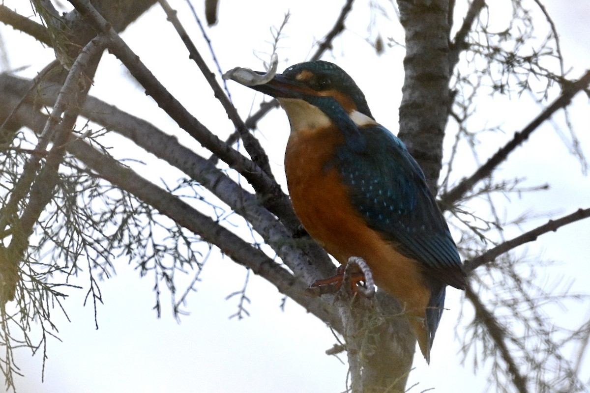 Рибалочка блакитний - ML645709484