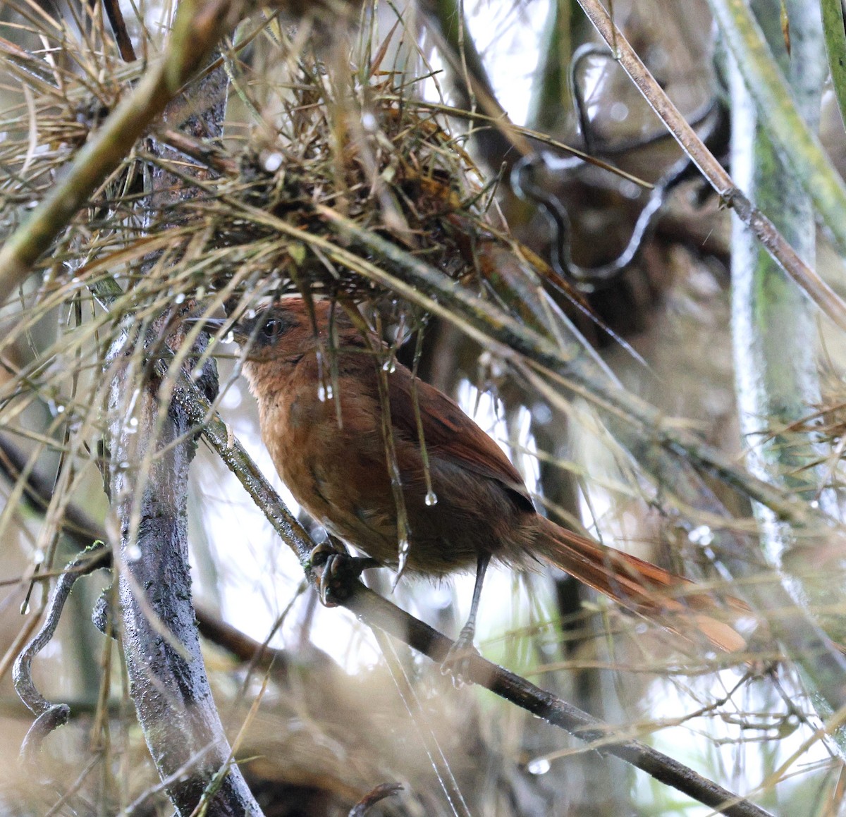 Пію іржастий - ML645709486