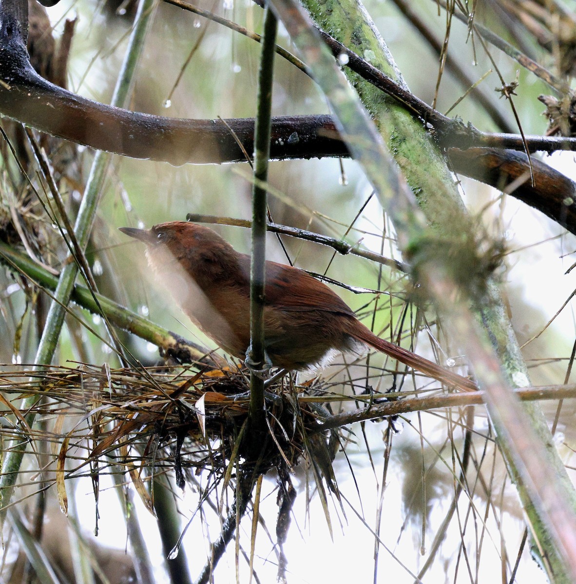 Пію іржастий - ML645709487