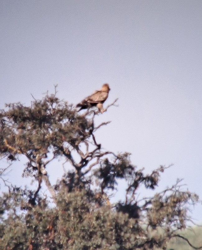 Spanish Eagle - ML645709491