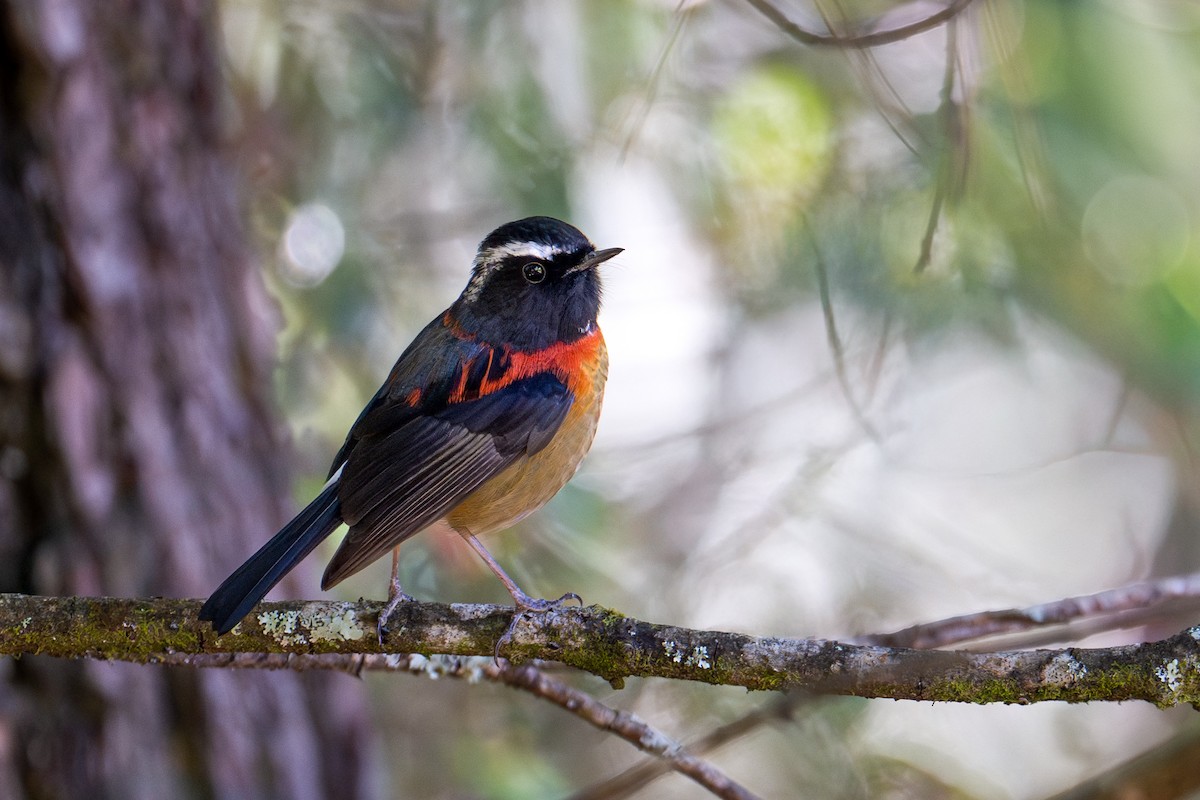 Robin de Johnstone - ML645709492