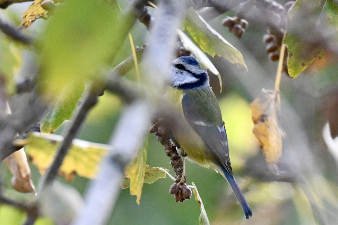 Eurasian Blue Tit - ML645709493