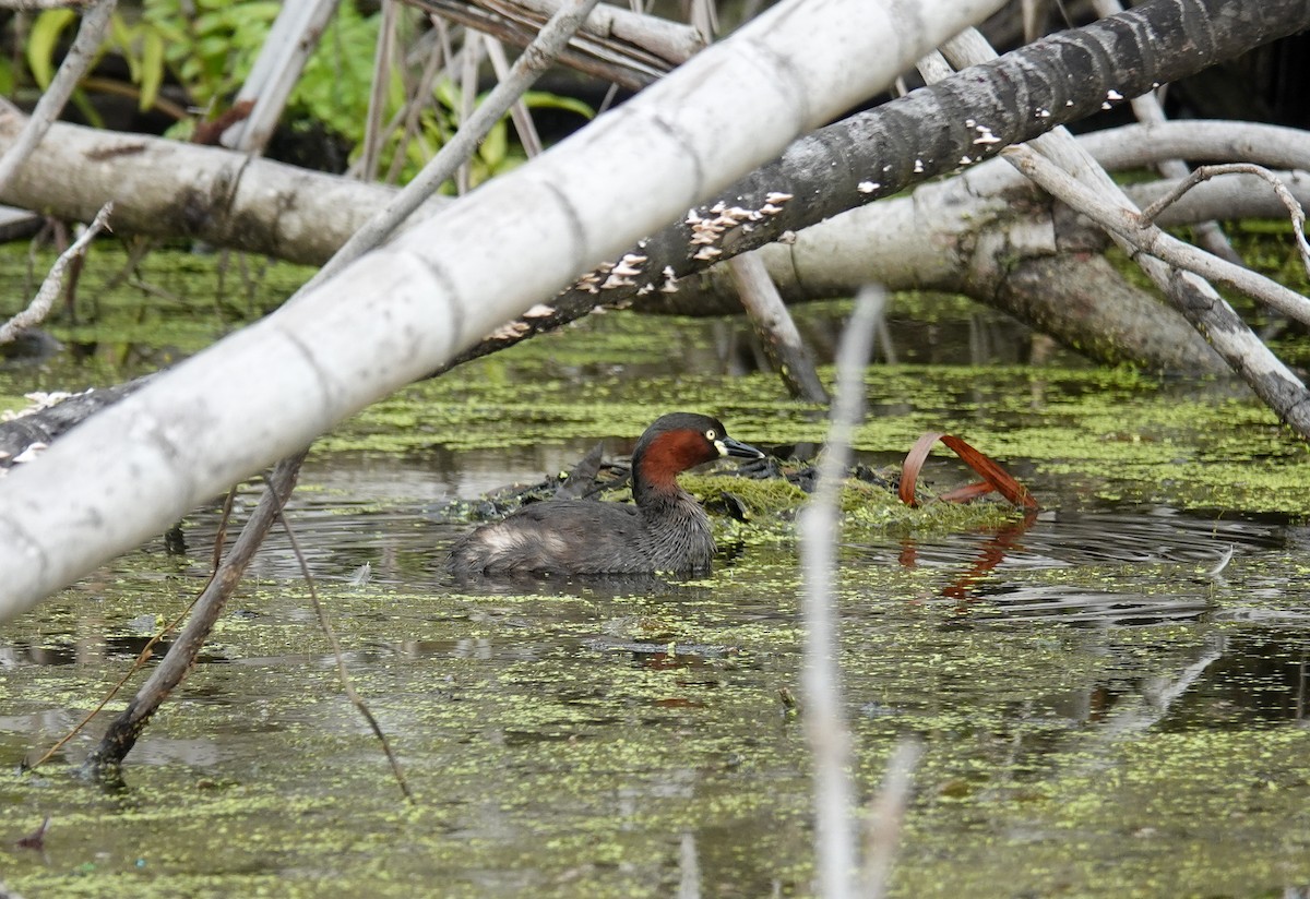 小鸊鷉 - ML645709495