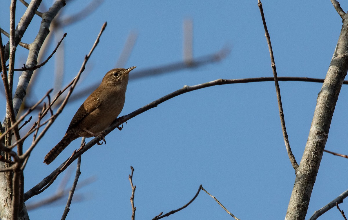 Northern House Wren - ML645709498