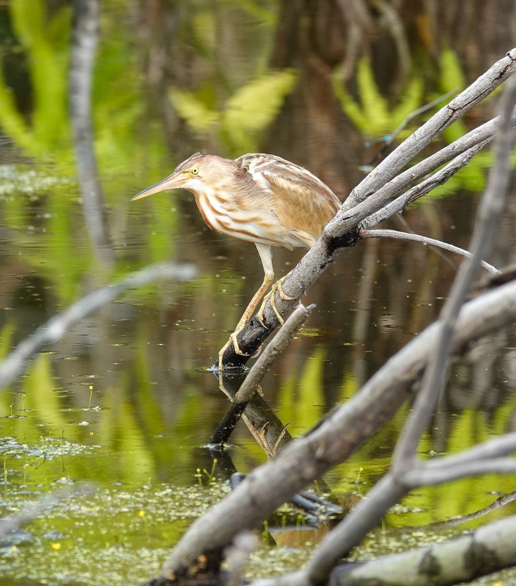 黃小鷺 - ML645709499