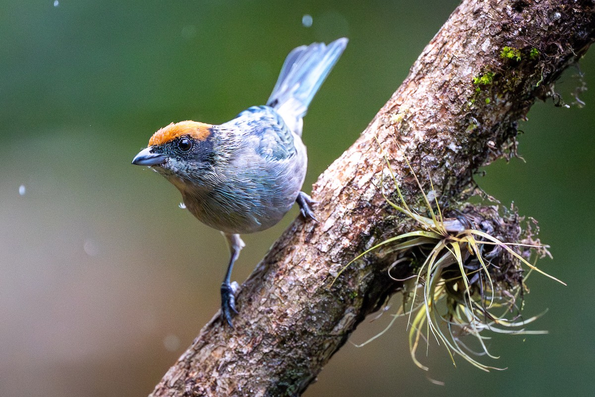 Scrub Tanager - ML645709500