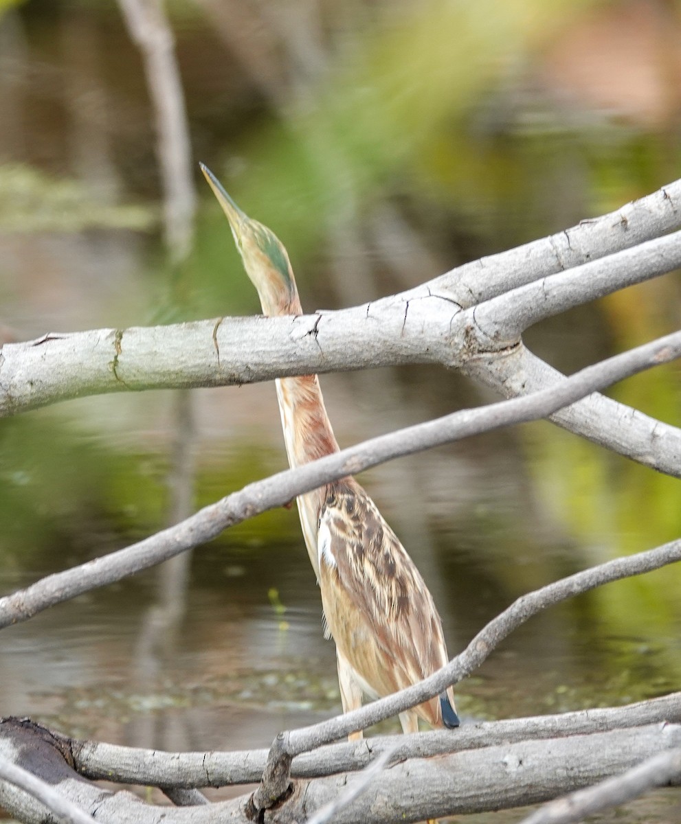 黃小鷺 - ML645709506