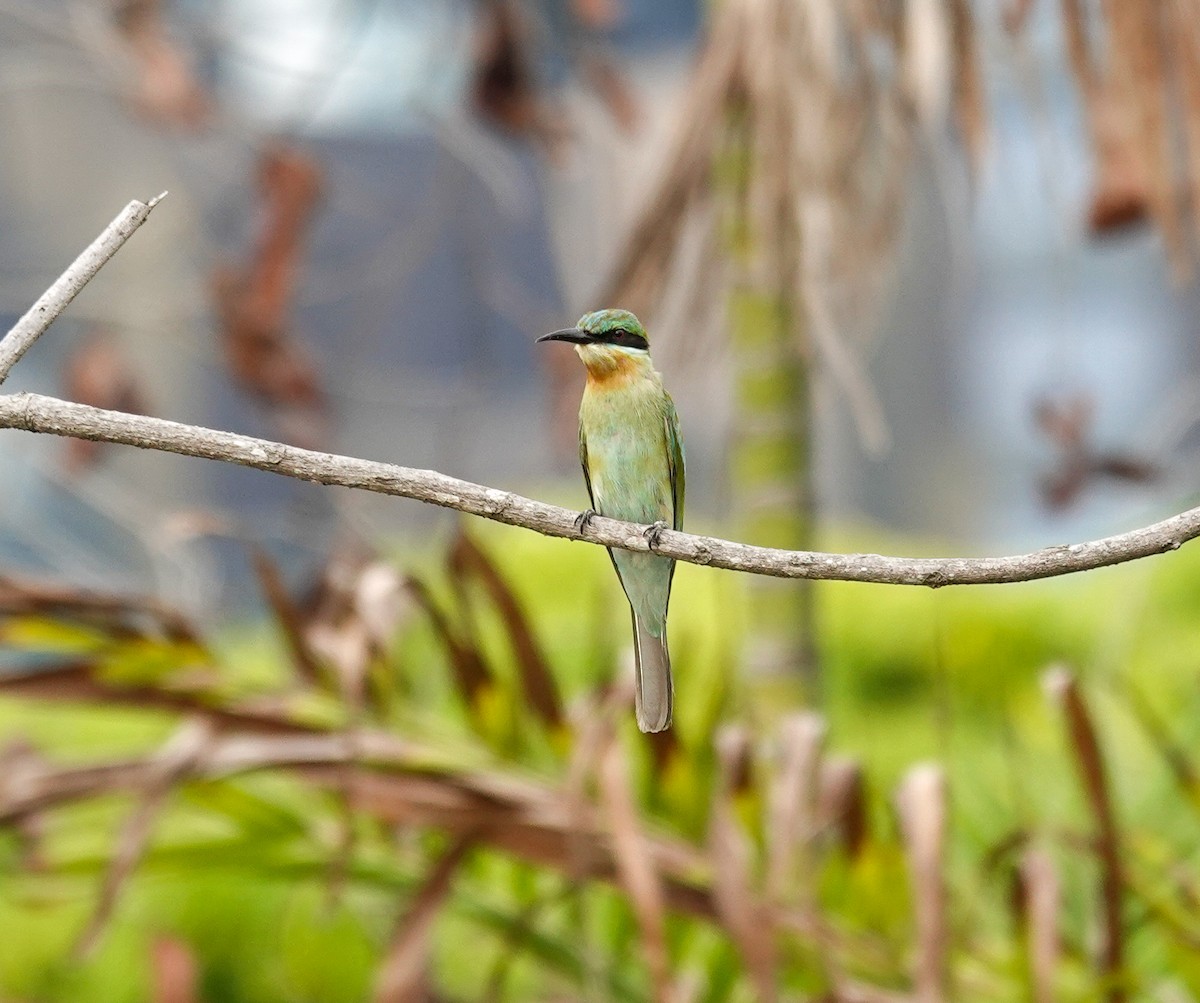 栗喉蜂虎 - ML645709514