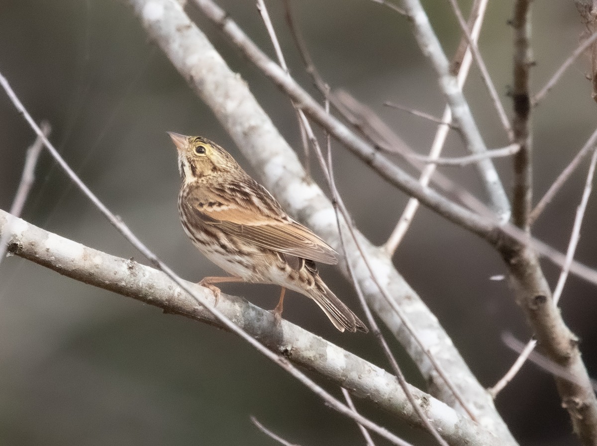 Savannah Sparrow - ML645709519
