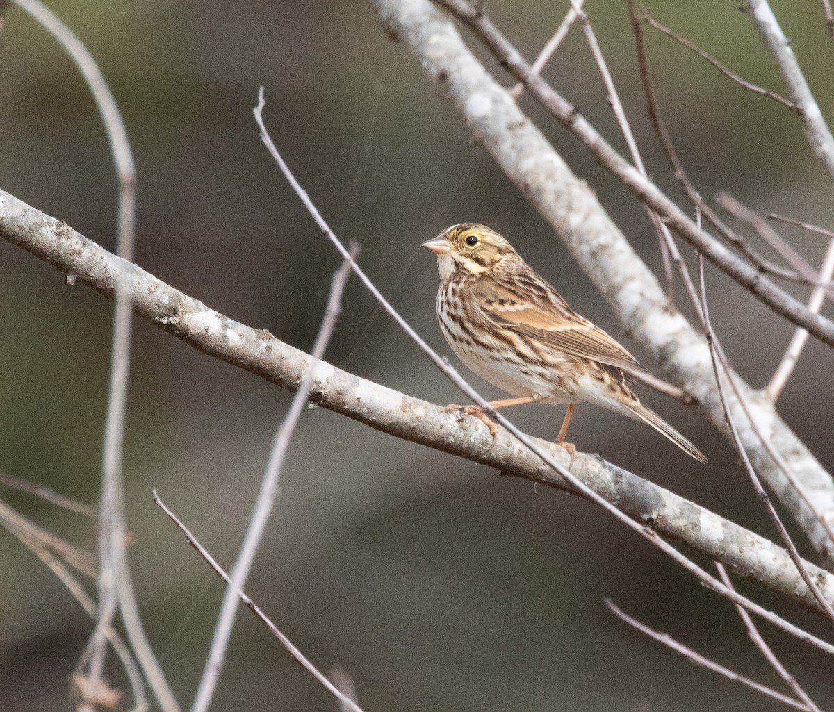 Savannah Sparrow - ML645709521