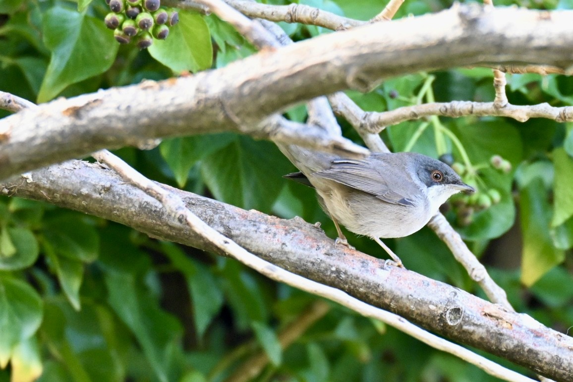 Sardinian Warbler - ML645709526