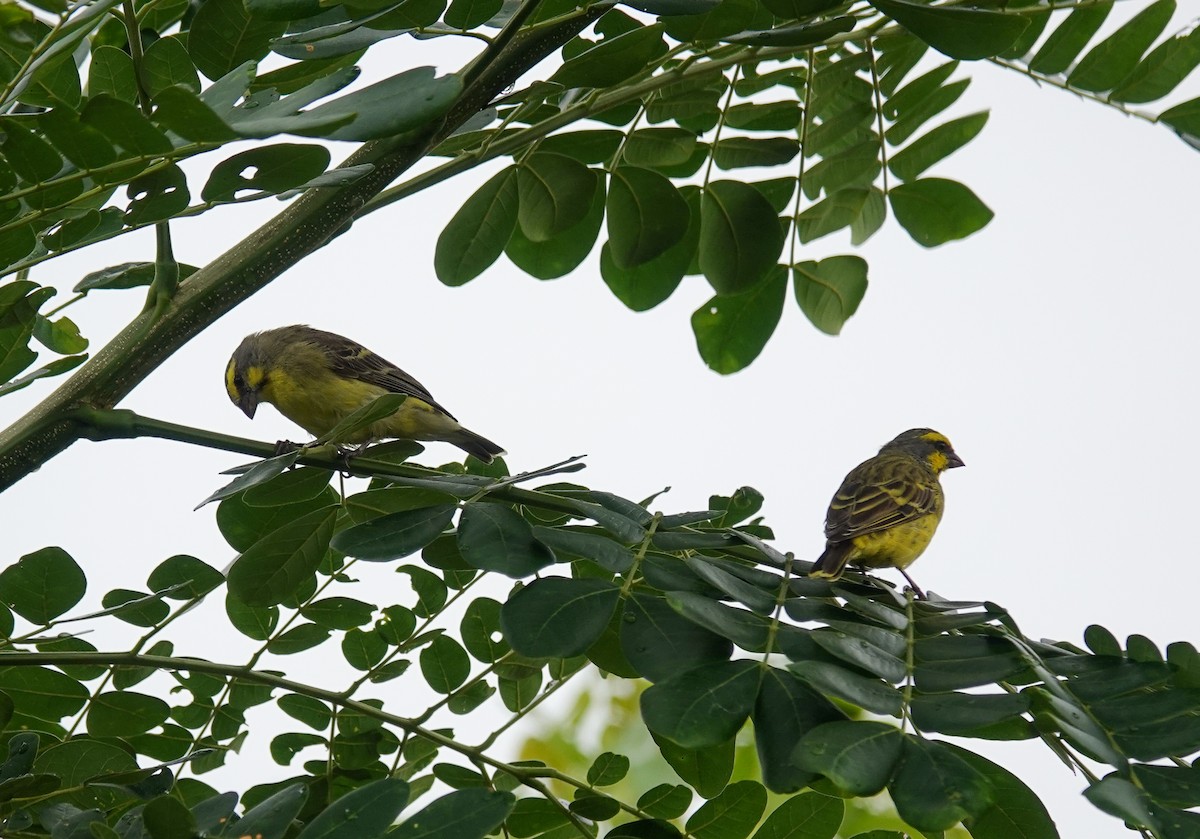 黃額絲雀 - ML645709528