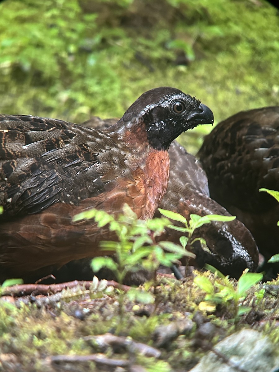 Rufous-breasted Wood-Quail - ML645709533