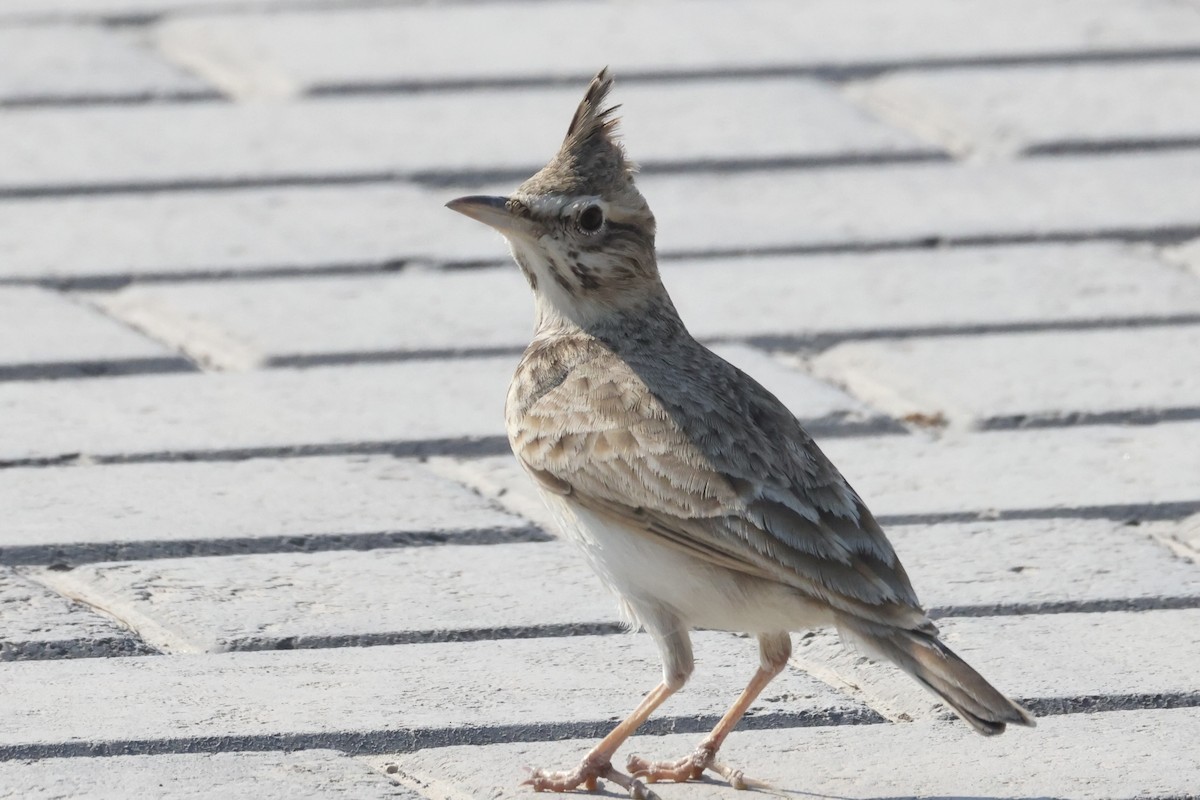 Crested Lark - ML645709540