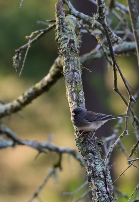 Dark-eyed Junco - ML645709541