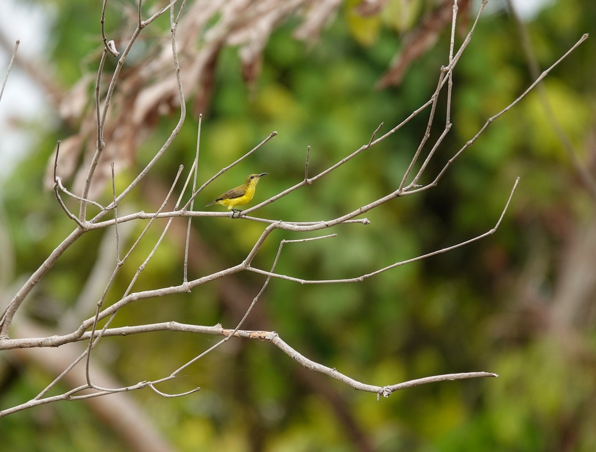 黃腹花蜜鳥 - ML645709546