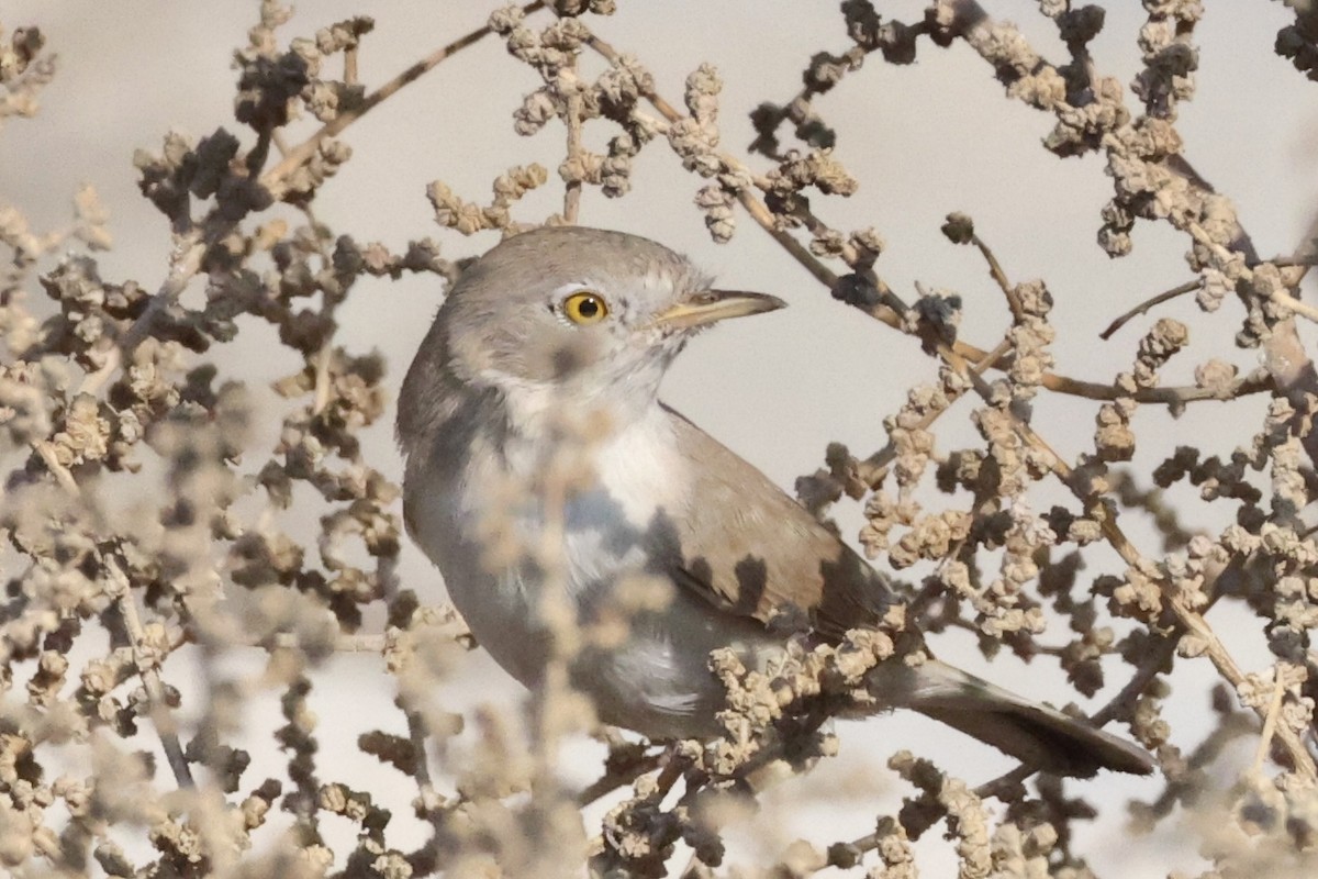 Пустынная славка - ML645709549