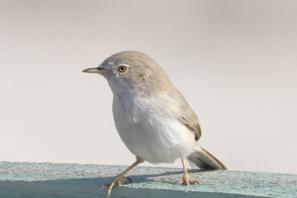 Пустынная славка - ML645709554