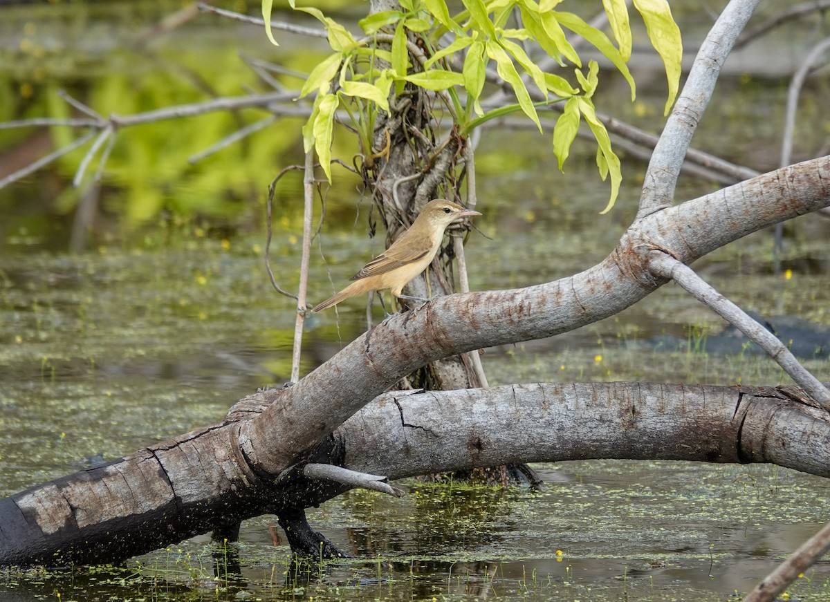 東方大葦鶯 - ML645709555